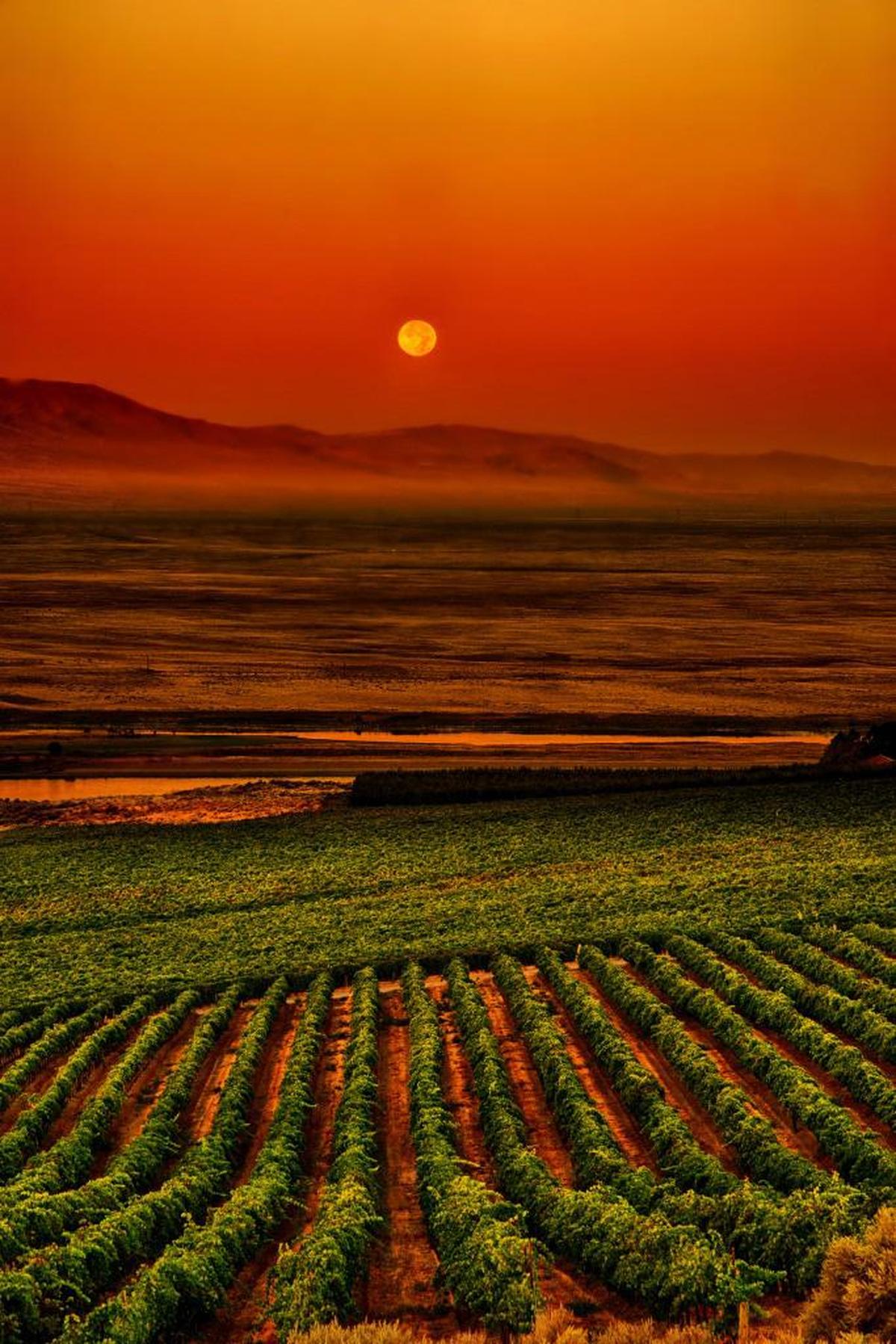 Harvest Moon over Sagemoor Vineyard by Pacific Northwest wine photographer Richard Duval is part of his Art from the Vine show on display at The Lodge at Columbia Point in Richland, Wash.