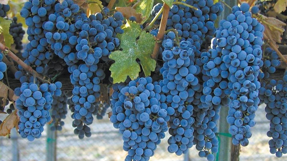 In the vineyard, Cabernet Franc is known to handle cold winters better than most varieties. It was the No. 4 red wine grape last year in Washington.