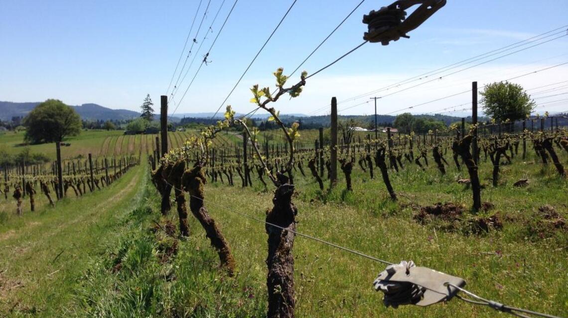 Northwest Wine: Oregon makes Pinot Noir a dominant Northwest grape