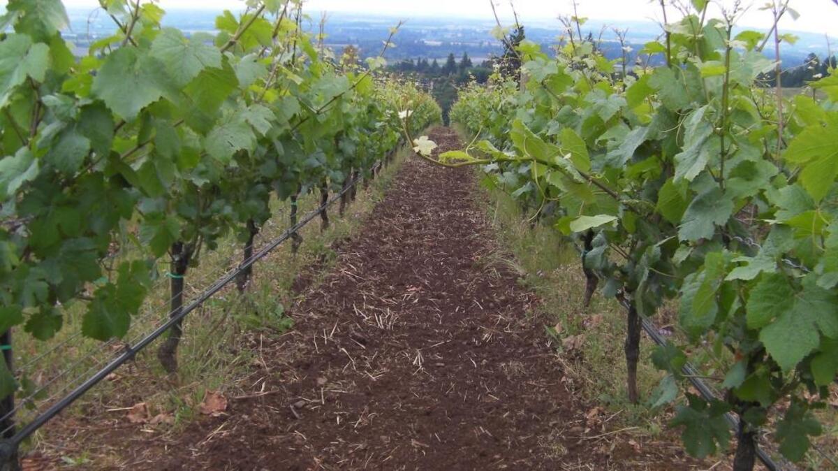 Some of Oregon’s most famous Pinot Noir is born out of the red Jory soil in the Dundee Hills.
