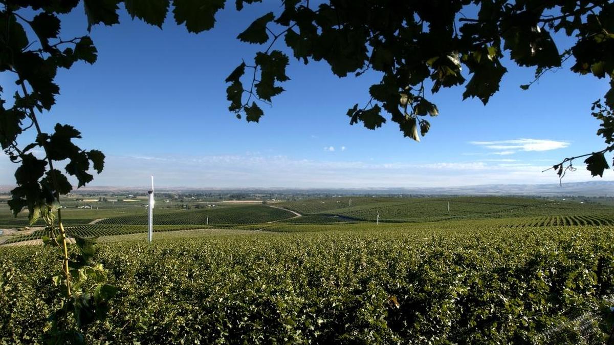 Seven Hills Vineyard is a 170-acre planting in the southern end of the Walla Walla Valley near the town of Milton-Freewater, Ore.