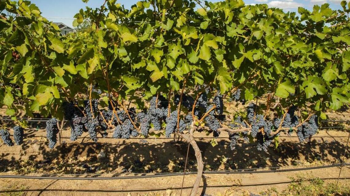 Northwest Wine: Cab Franc catches on with winemakers, consumers