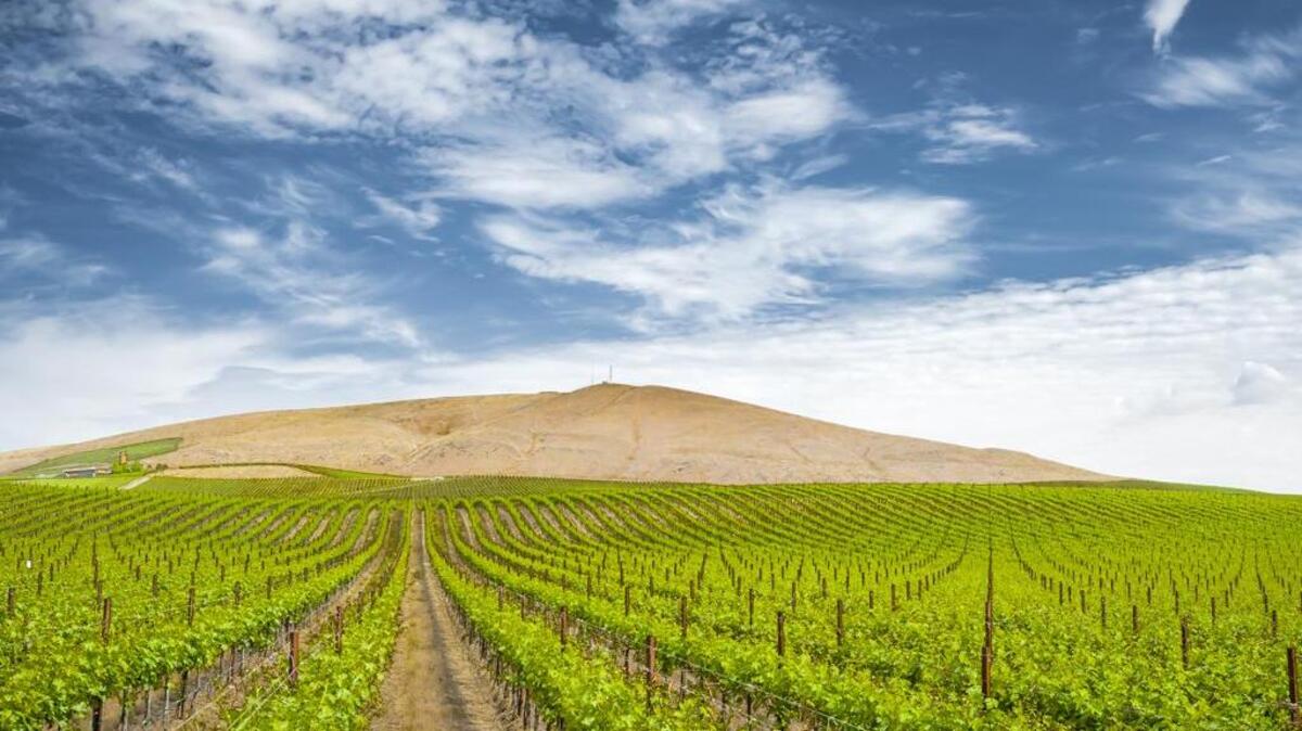 Quintessence Vineyards, at more than 400 acres, is among the largest plantings on Red Mountain and a prime resource for more than two dozen winemakers in Washington state.