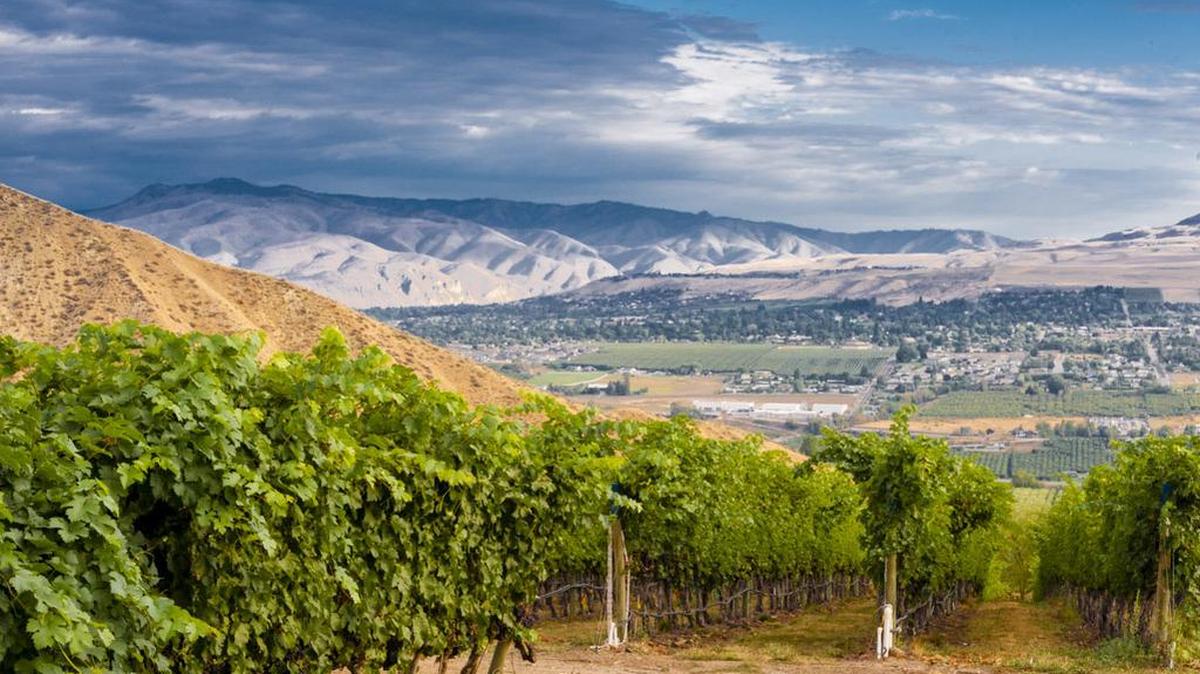 The Mathison family’s vineyards in the Wenatchee Valley for Stemilt Creek Winery are among the highest-elevation sites in Washington state at 2,000 feet.