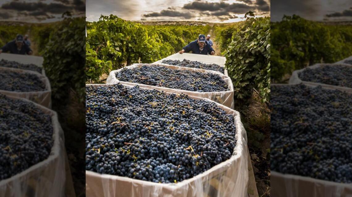Northwest Wine: Cabernet Sauvignon thrives in Washington