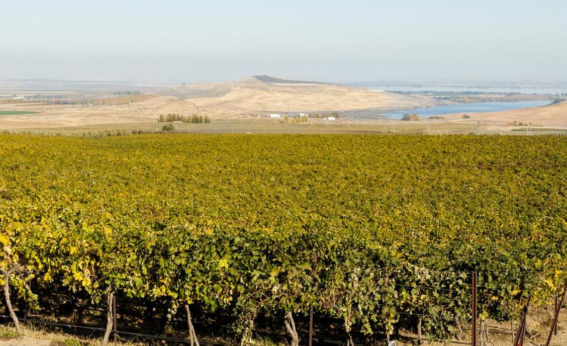 A key component to the success of many of Washington state’s top examples of Cabernet Sauvignon is the development of the expansive Horse Heaven Hills. 