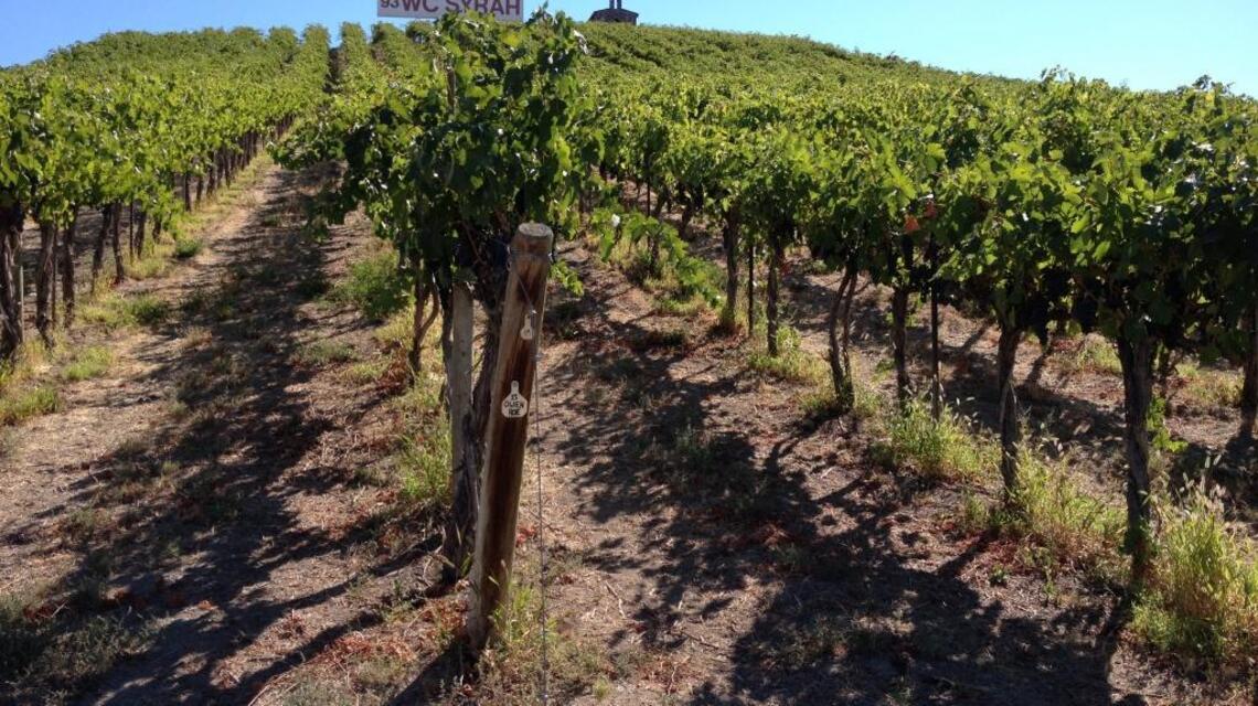 Northwest Wine: Syrah emerges as true Northwest star