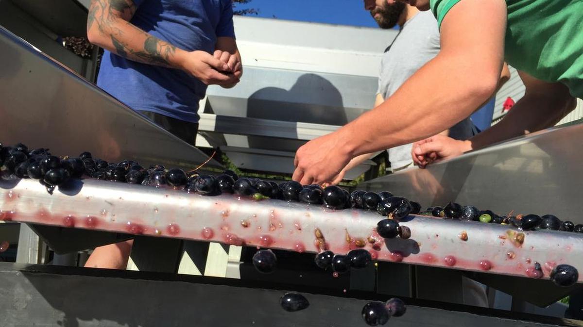 Crews sort through Petite Sirah grapes for Sawtooth Winery in Idaho’s Snake River Valley.