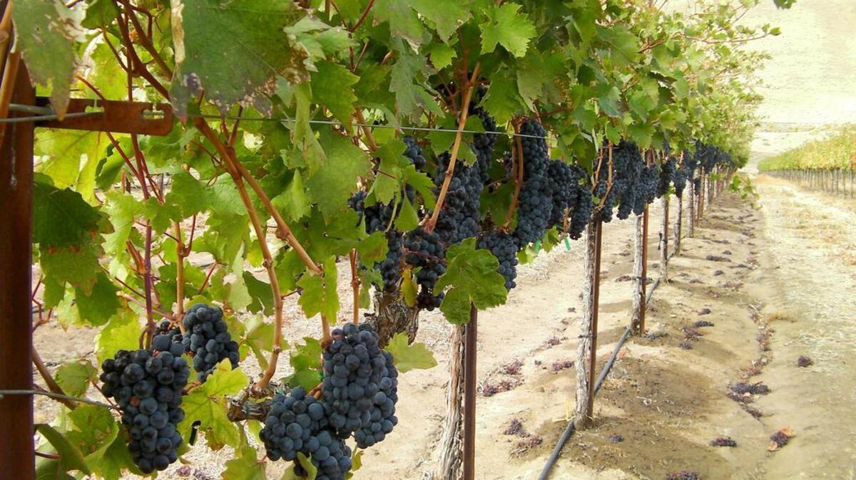 Syrah grapes ripen in a vineyard in the Columbia Gorge near Goldendale, Wash., on cliffs overlooking the Columbia River.
