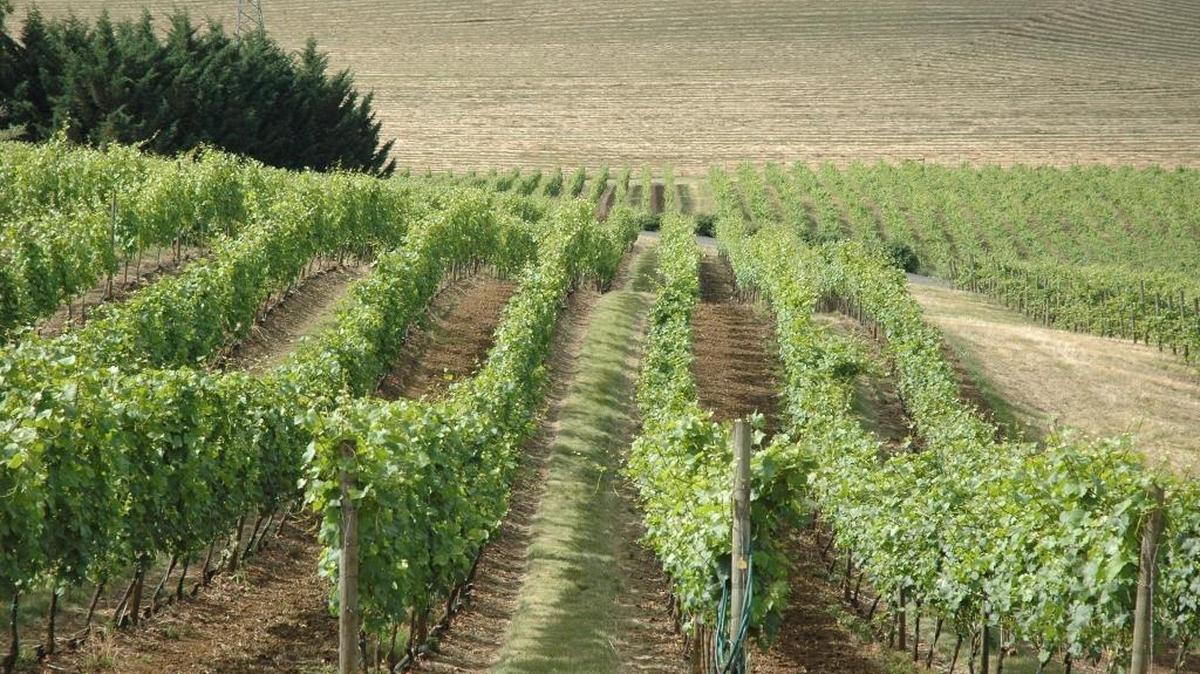 A Pinot Noir vineyard in Oregon’s Willamette Valley focuses on high-end Pinot Noir, the focus of the state’s wine industry.