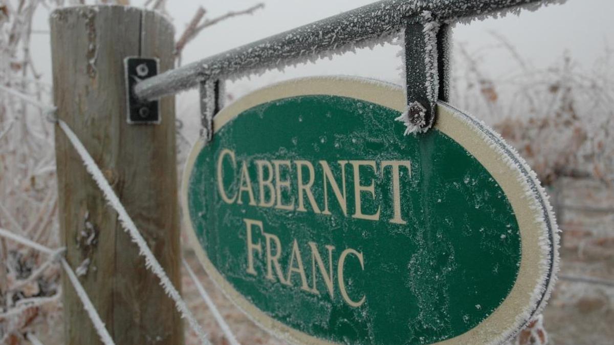 A frost-tinged sign on Red Mountain shows where Cabernet Franc is planted.