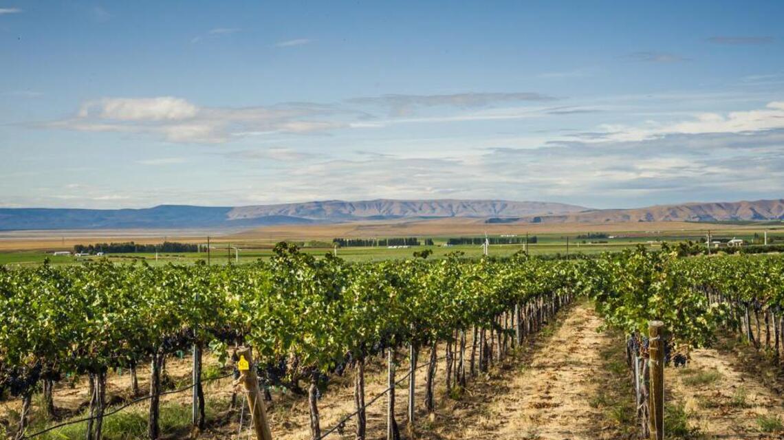 Northwest Wine: Wahluke Slope provides backbone of Washington wine