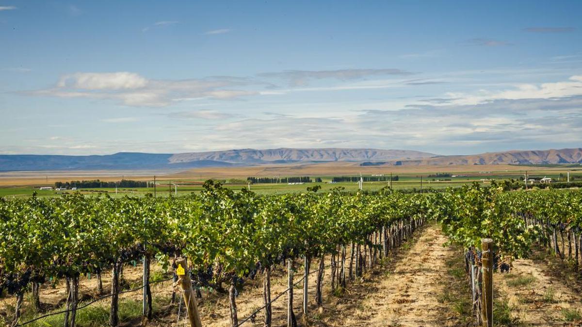 The Wahluke Slope near the Columbia River downstream from Vantage, Wash., is one of the most reliable growing regions in the state.