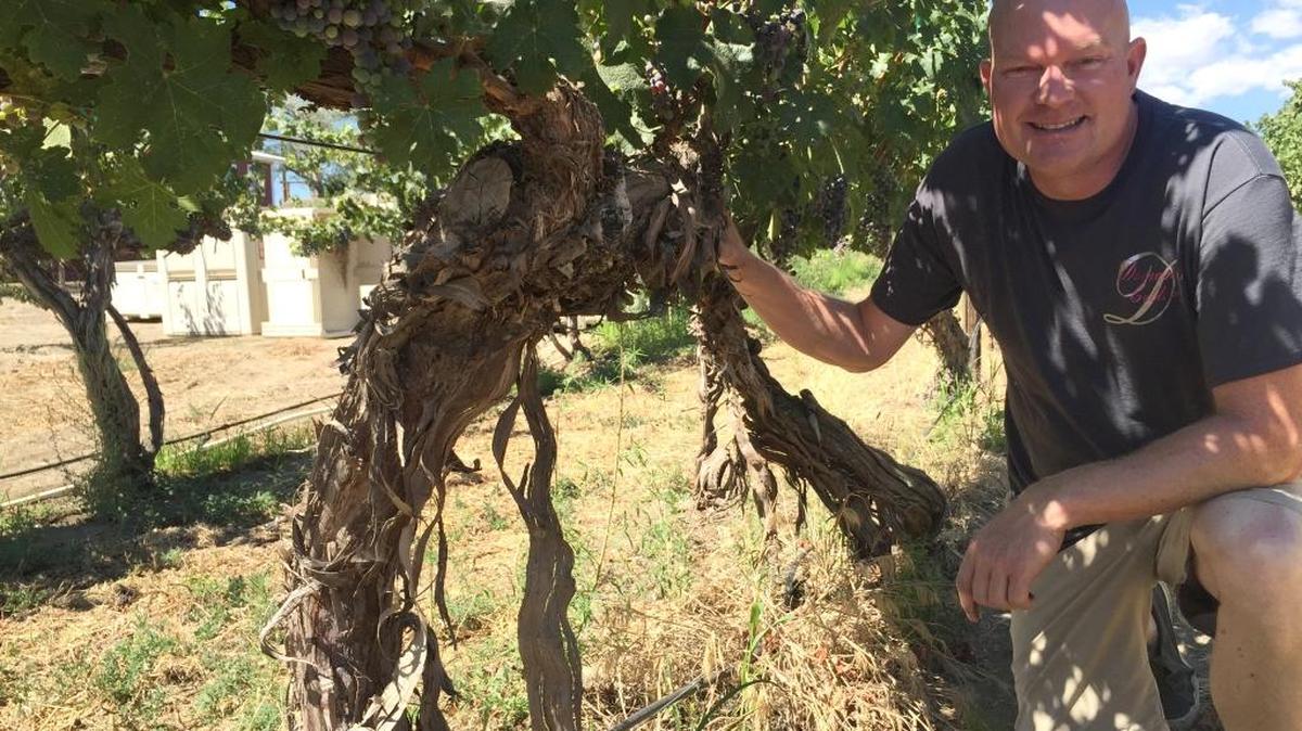 Jason Domanico owns a historic vineyard in the Yakima Valley that was planted by WSU researcher George Carter in the 1970s.