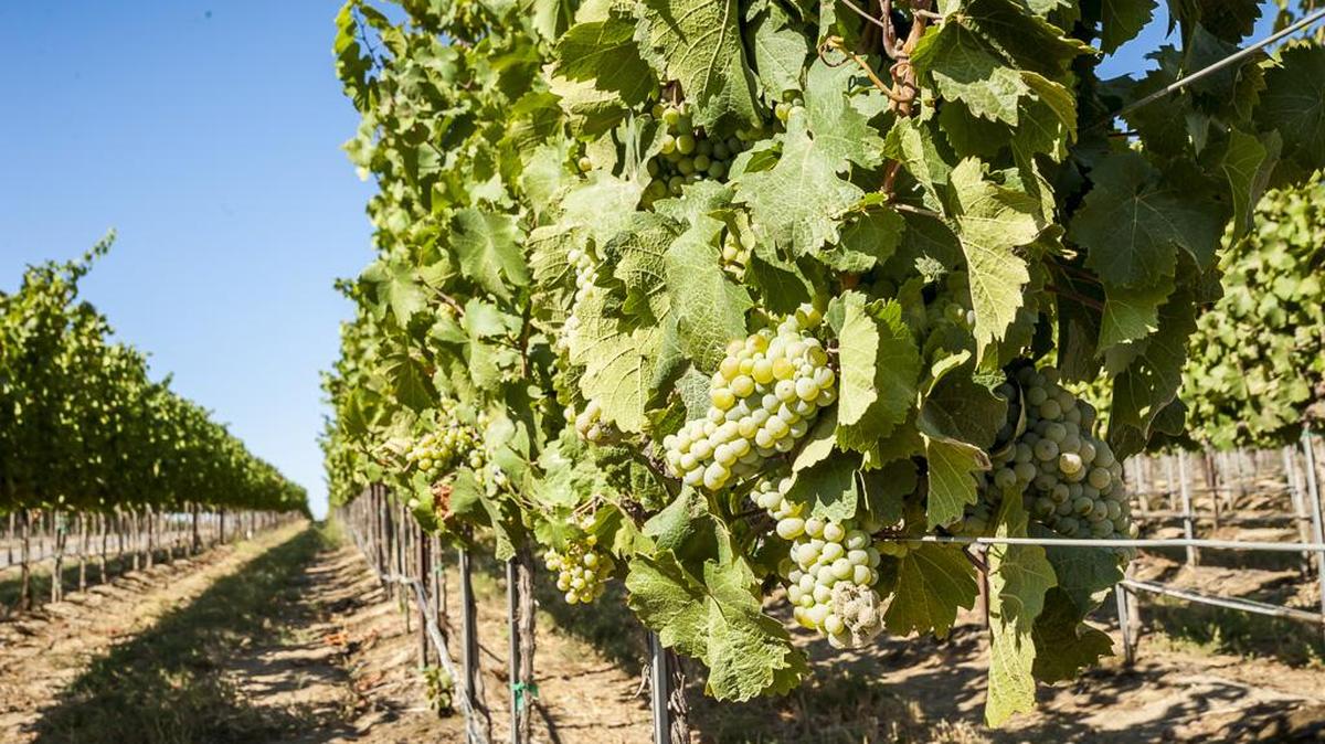 Lawrence Vineyard in the Columbia Basin near Royal City, Wash., is a source for some of the Northwest’s top winemakers.