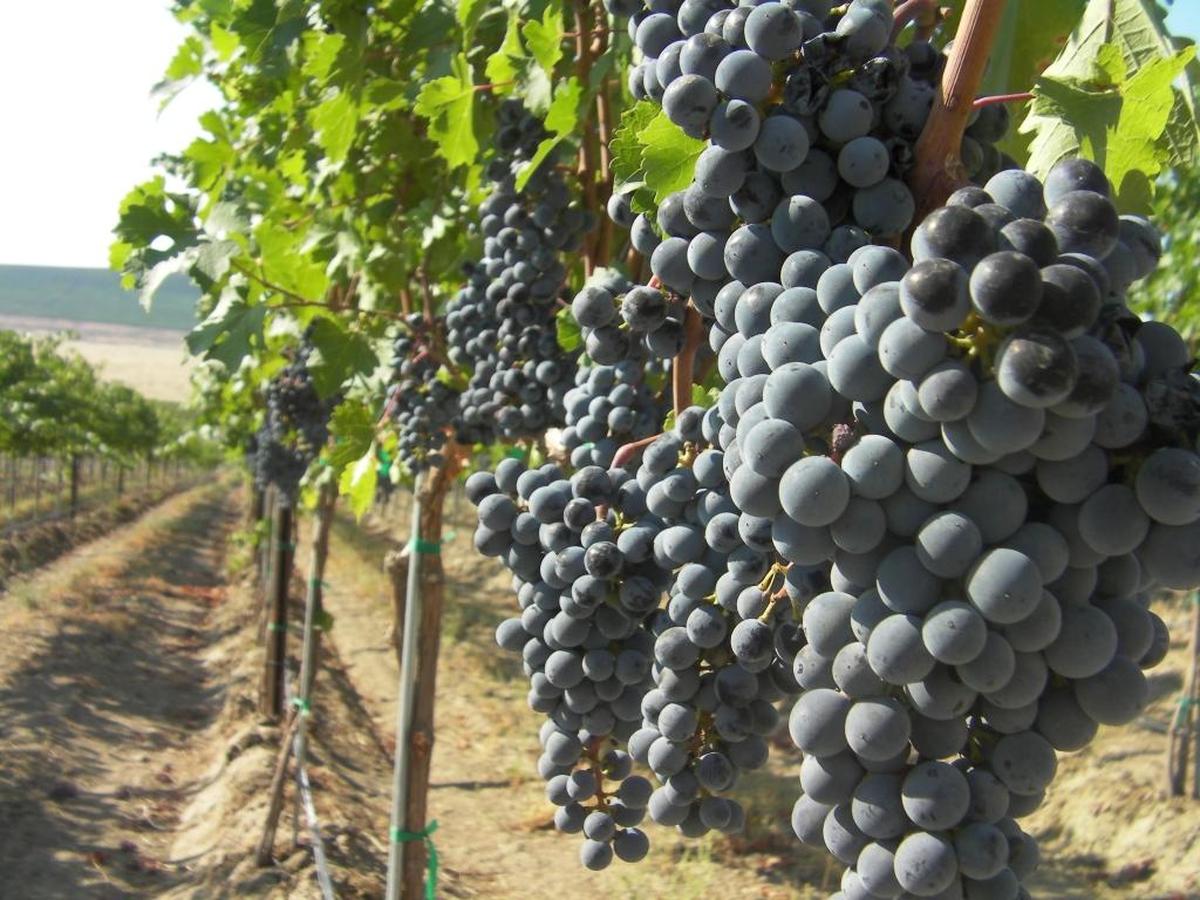 Clusters of plump Cabernet Sauvignon grapes ripen in a Red Mountain vineyard, awaiting harvest.