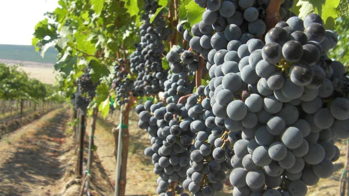 Clusters of plump Cabernet Sauvignon grapes ripen in a Red Mountain vineyard, awaiting harvest.