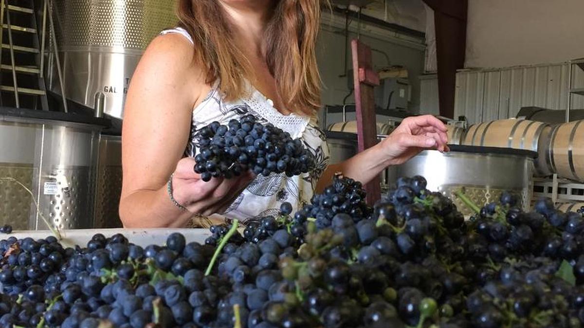 
Meredith Smith, winemaker for Sawtooth Estate Winery near Nampa, checks on Petite Sirah grapes as they come in during the 2015 harvest. For the third consecutive year, Smith made the top rosé of the Idaho Wine Competition.

