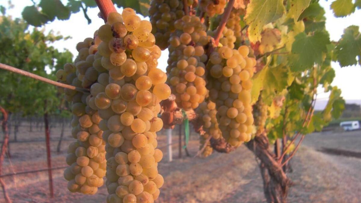 White wine for everyday enjoyment doesn’t have to be expensive. You can find many for $15 or less per bottle. These Chardonnay grapes grown in the Yakima Valley are destined for an affordable bottle of wine.