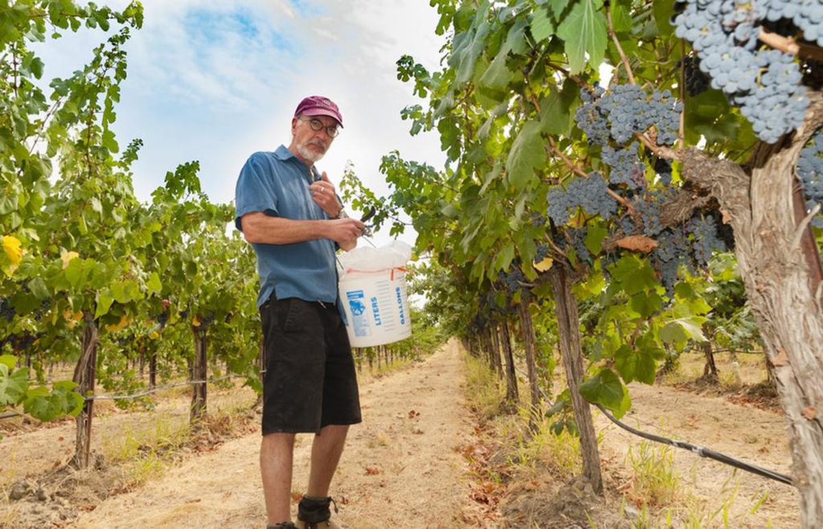 Woodinville winemaker Brian Carter routinely drives around Washington’s Columbia Valley to check on his grapes prior to harvest.