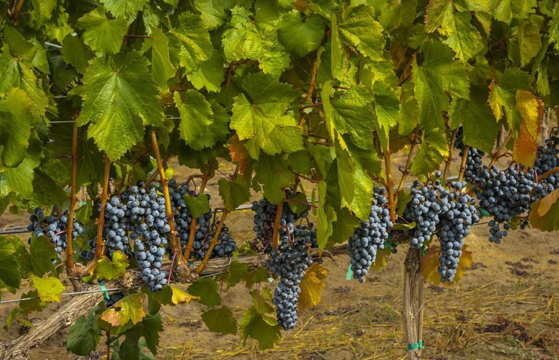 Malbec, a red variety native to the Bordeaux region in France, thrives in Washington’s Columbia Valley.