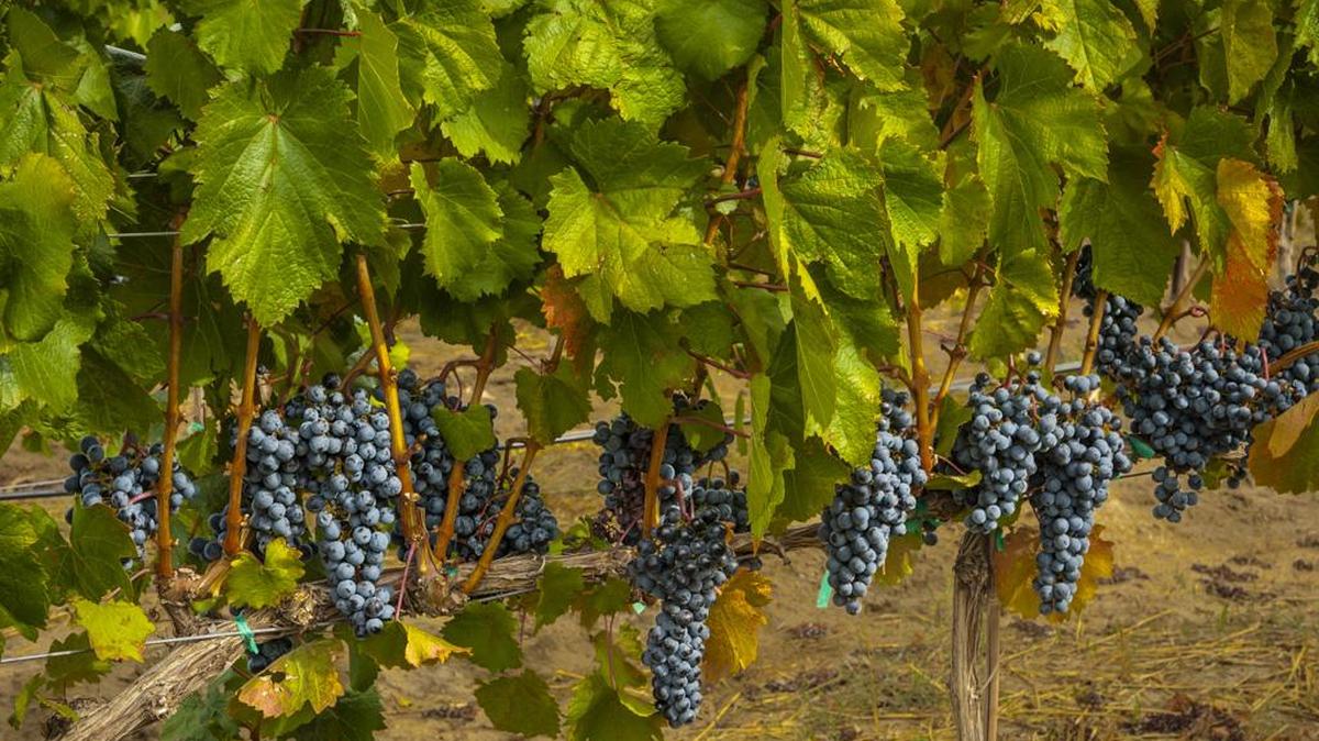 Malbec, a red variety native to the Bordeaux region in France, thrives in Washington’s Columbia Valley.