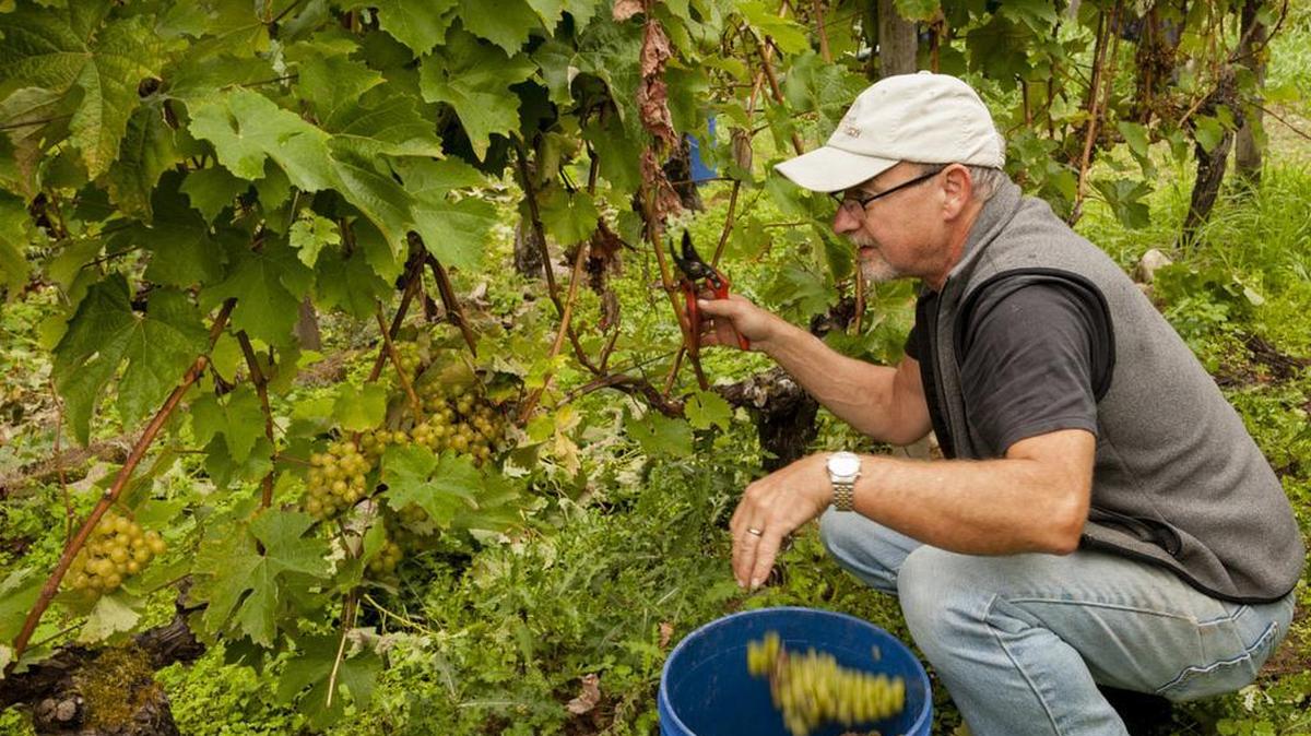 Greg Osenbach established his vineyard nearly Langley on Washington’s Whidbey Island in 1986, but he reaches across the state for his award-winning Cabernet Franc program.