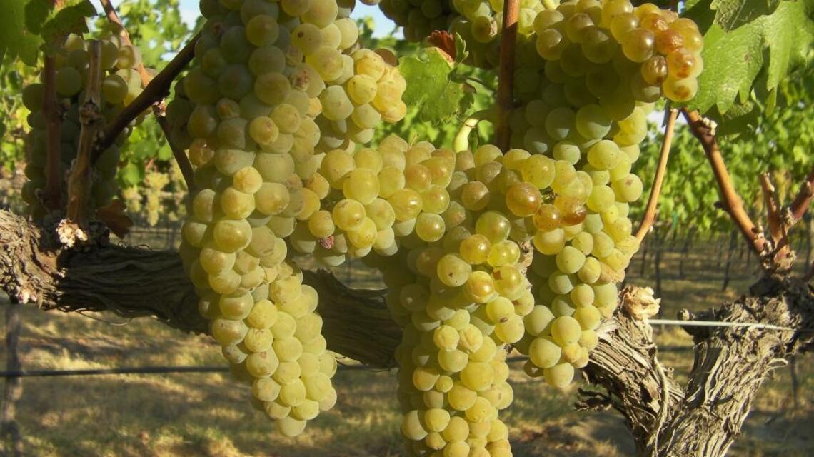 Northwest Wine: Summer shines alongside vibrant Northwest white wines