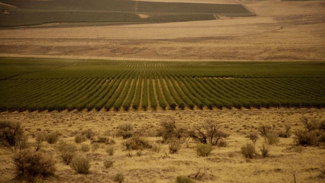 Northwest Wine: Washington Riesling not just a Ste. Michelle thing