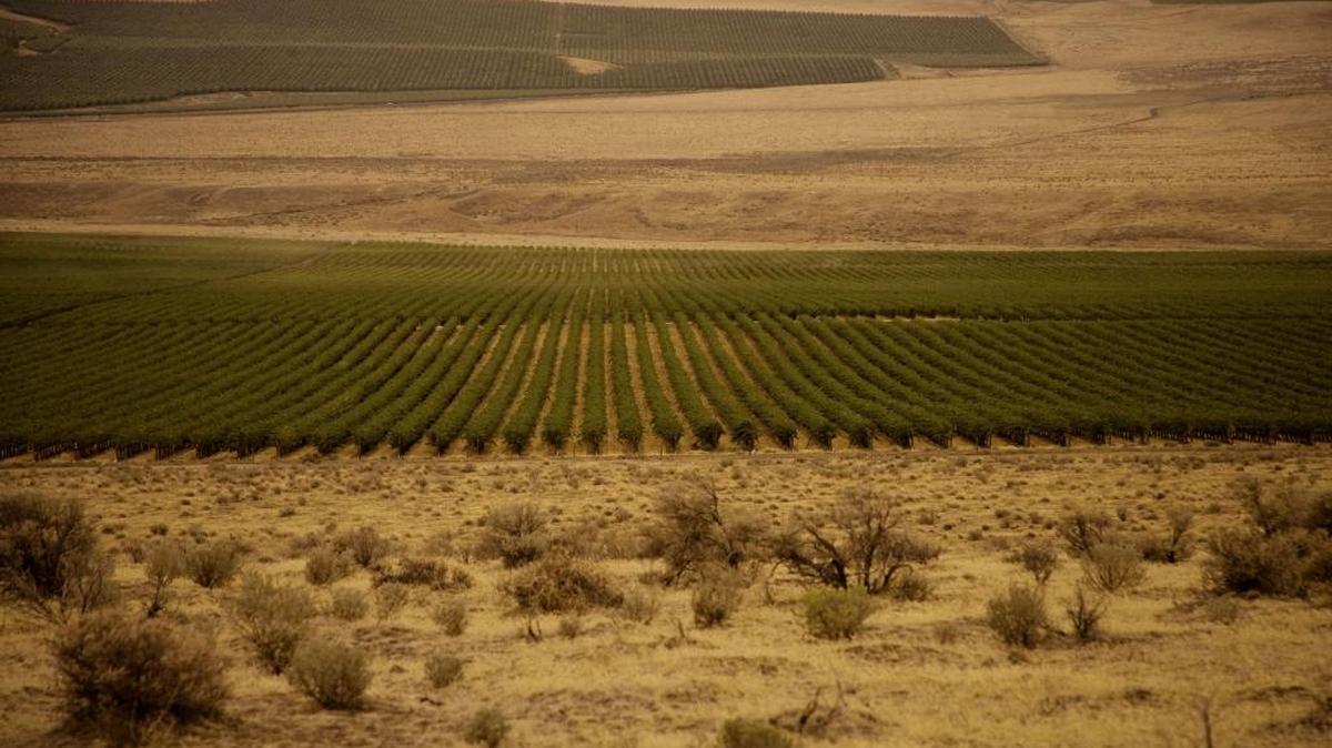 Cold Creek Vineyard is a 40-year-old planting that overlooks the Wahluke Slope and the Vernita Bridge across the Columbia River. When Chateau Ste. Michelle planted the first 500 acres, it doubled the vineyard acreage in the state.