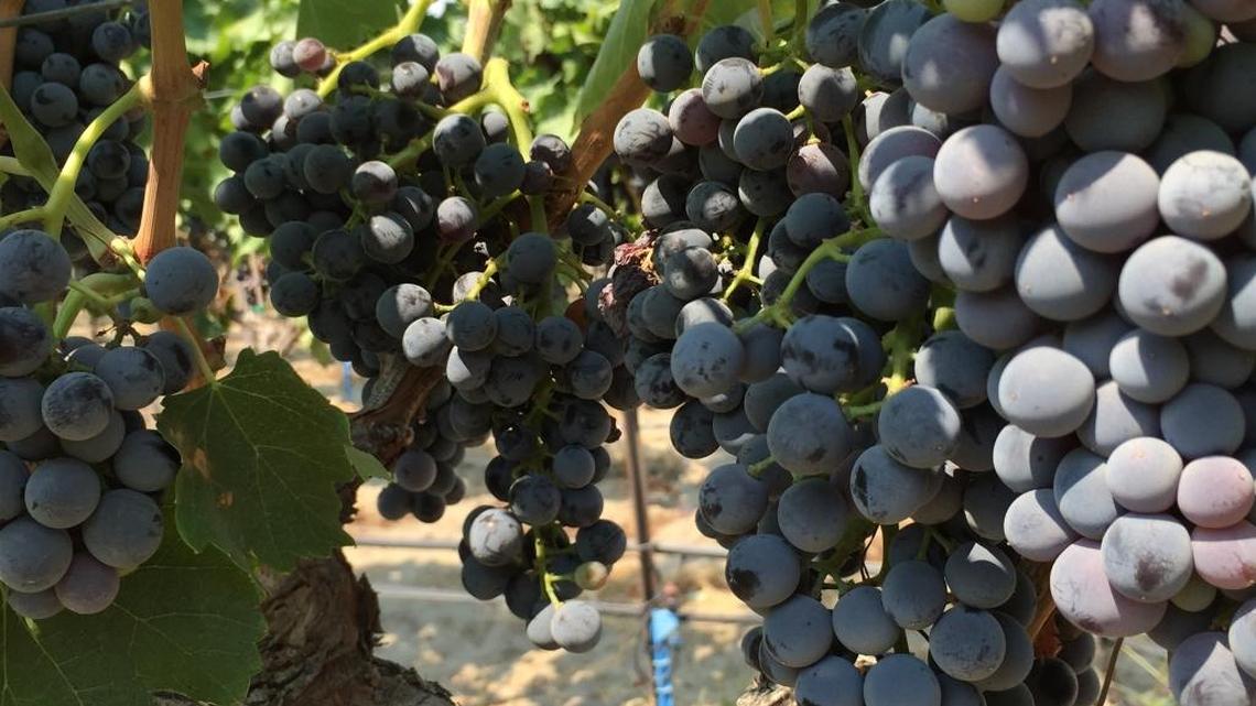 Great Northwest Wine: GSM blends make the Northwest more interesting