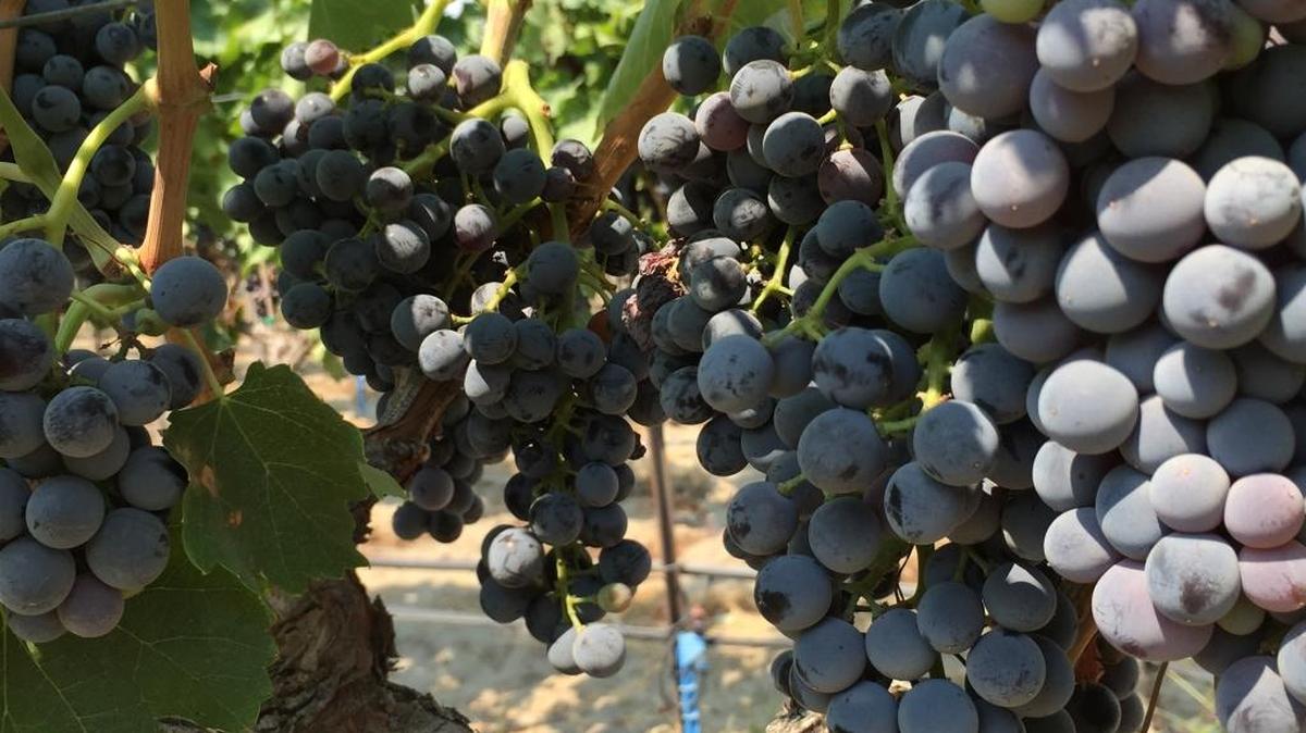 A cluster of Grenache grapes awaits harvest in a Red Mountain vineyard.