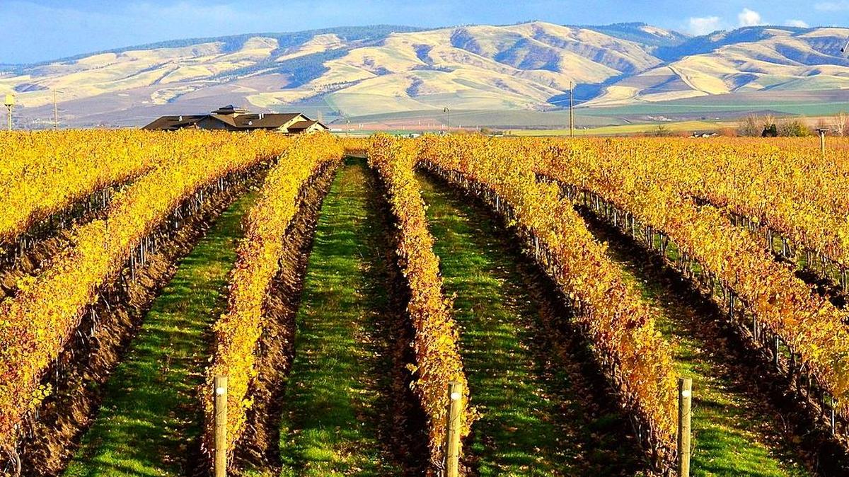 Pepper Bridge Winery in Walla Walla began in 1998. Founding winemaker Jean-François Pellet uses only estate fruit, which is sustainably farmed.