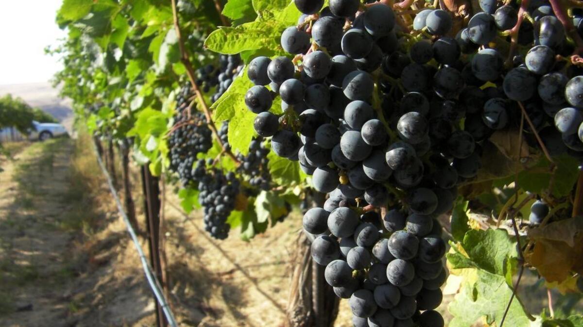 Syrah is the third most popular red wine grape in Washington, and last fall, winemakers crush the most ever — 16, 000 tons.