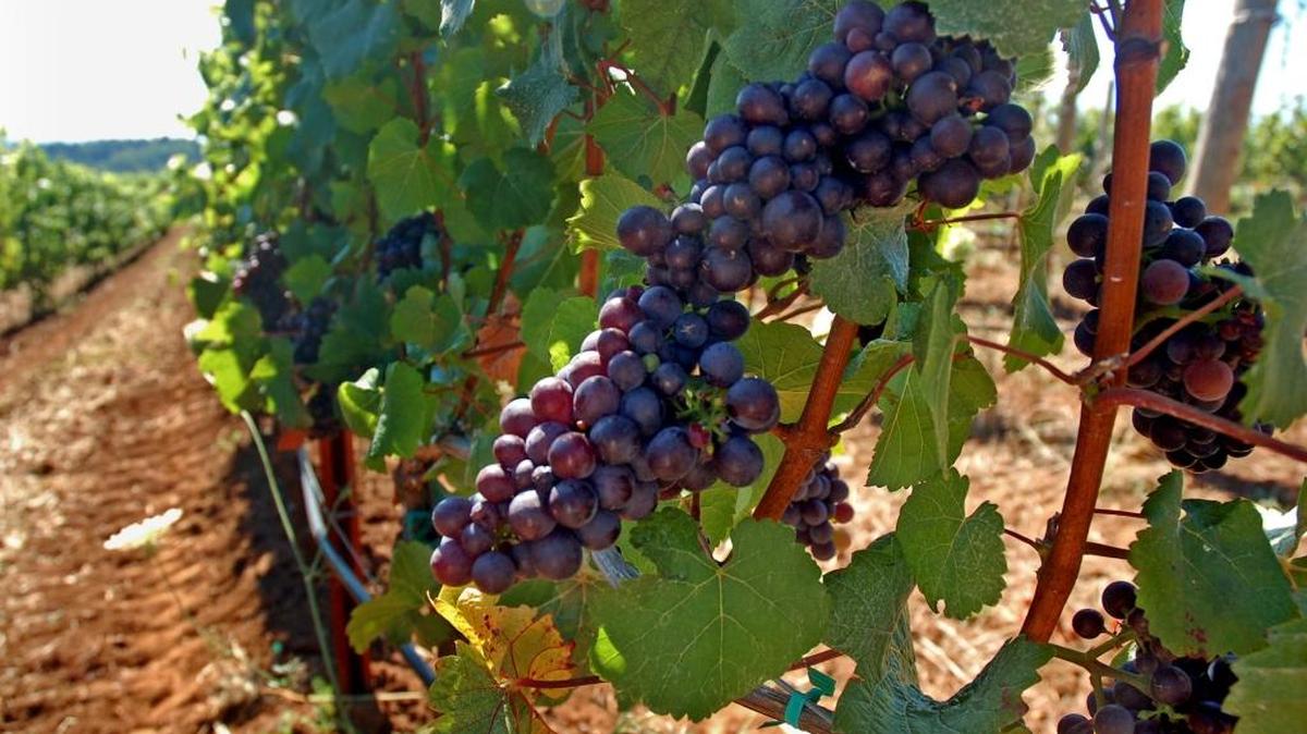 Oregon is synonymous with Pinot Noir and it serves as a valuable, stand-alone marketing tool for every bottle of Oregon Pinot Noir on the shelves of markets, wine shops and restaurants beyond the Northwest.