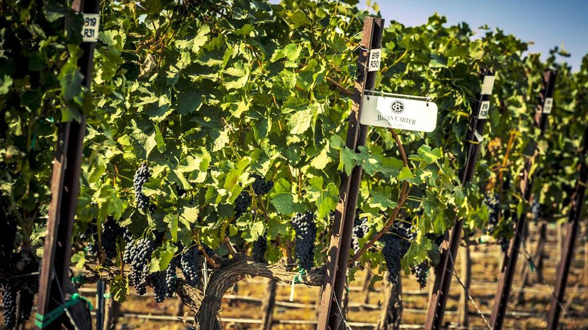 Brian Carter, one of the Northwest’s premier producers of proprietary blends, has long-term contracts with some of Washington’s top vineyards.