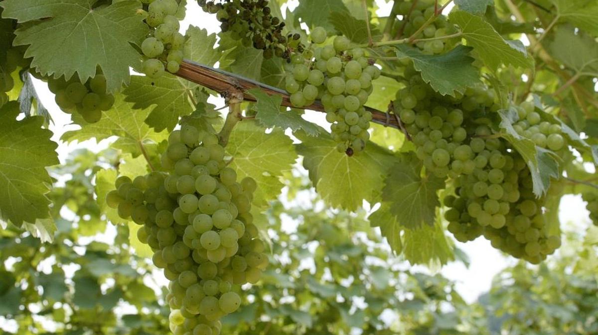 Riesling grapes