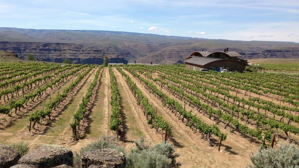 This vineyard near the town of George, Wash., is part of the Ancient Lakes of Columbia Valley, one of the most distinctive grape growing regions in Washington. 