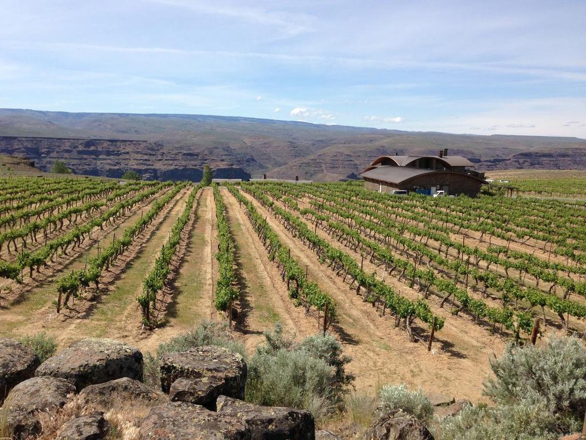Cave B Vineyards is an estate planting for picturesque Cave B Estate Winery in Washington state near the Gorge Amphitheater in the Ancient Lakes of Columbia Valley American Viticultural Area.
