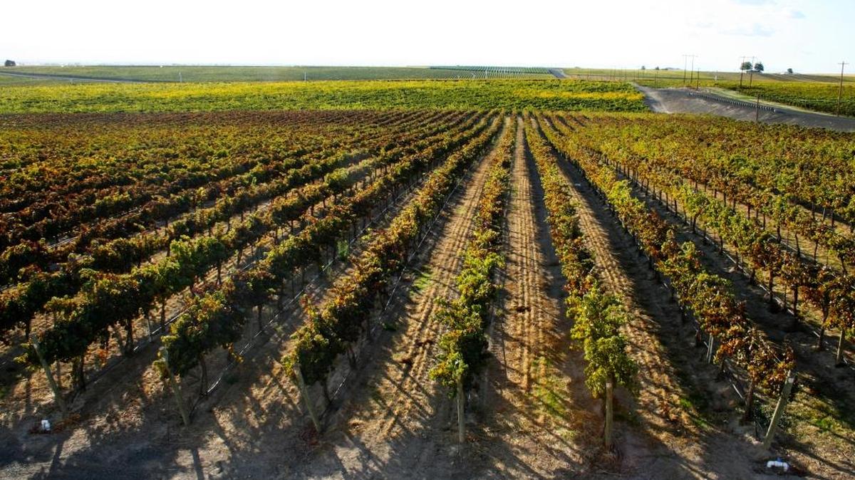 Willow Crest Vineyard in the Yakima Valley near Prosser, Wash., is an important site for Precept Wine and its Sagelands Vineyard program.