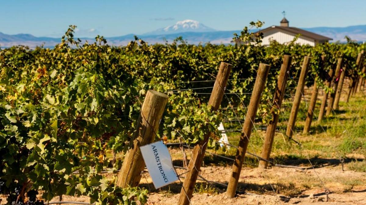 Armstrong Family Winery sources its Petit Verdot from Dineen Vineyard in the Rattlesnake Hills above the Yakima Valley.