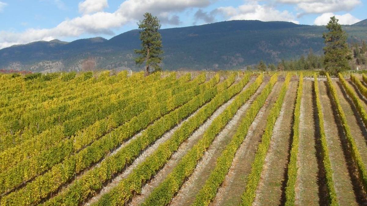 Wild Goose Vineyards in British Columbia’s Okanagan Valley took top honors at the sixth annual Cascadia Wine Competition, an international judging in Washington’s Columbia Valley.
