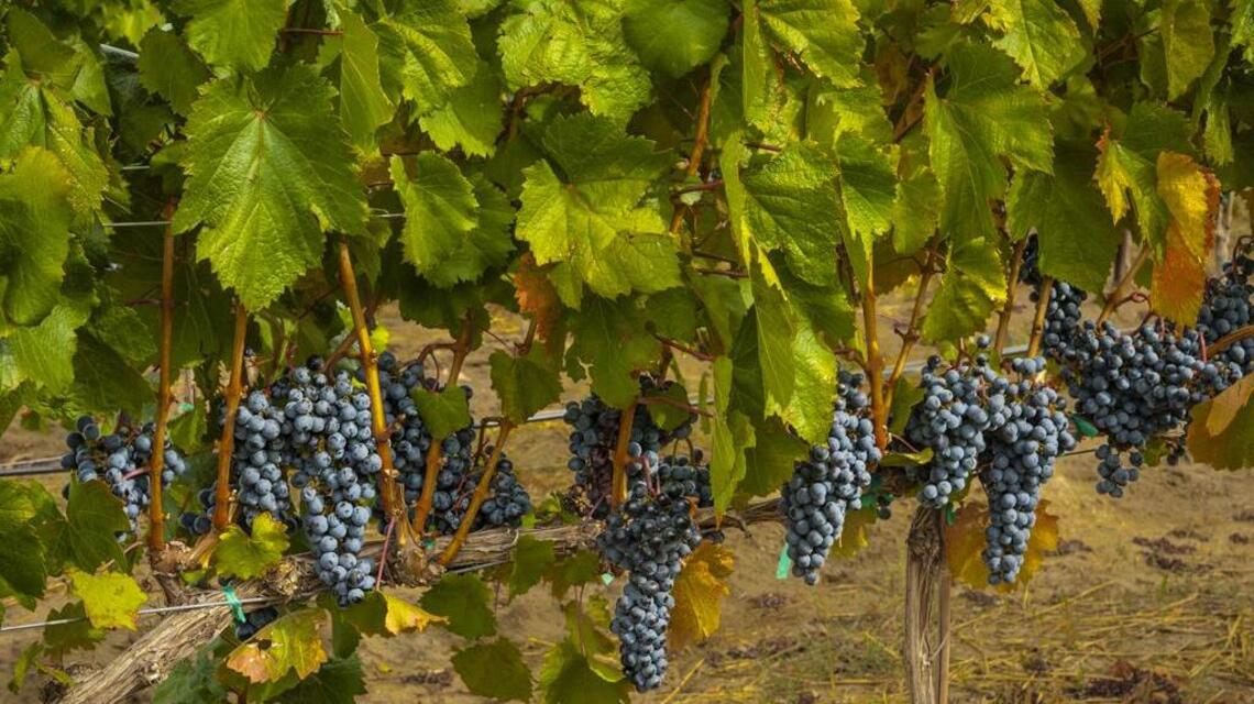 Northwest Wine: Malbec, a global red, finds a home in the Northwest