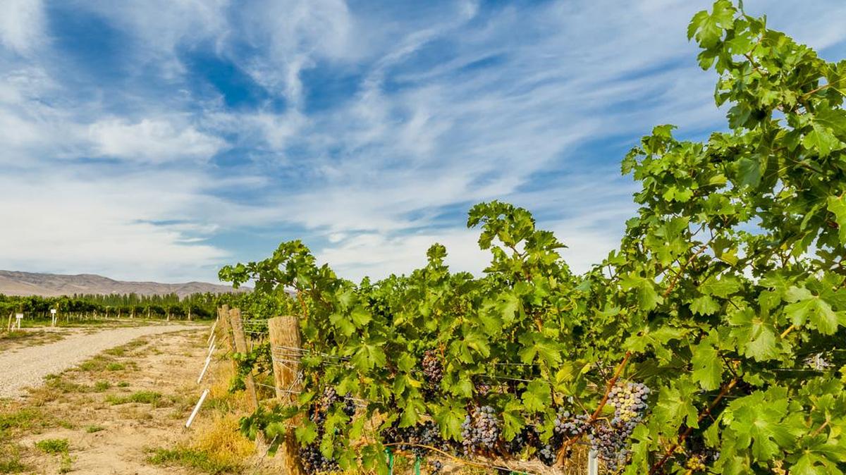 Weinbau Vineyard, which grows Carménère, is part of the Sagemoor Farms collection of historic vineyards near the Columbia River.