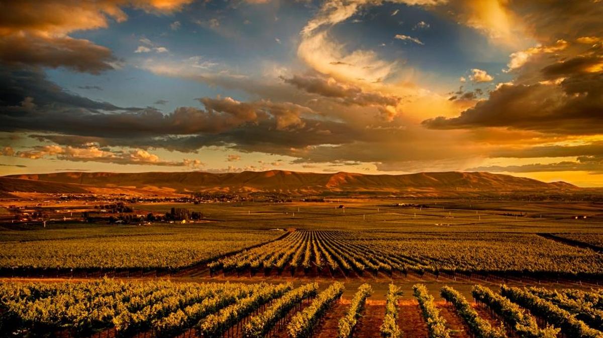 Cabernet Sauvignon accounts for more than 50 percent of the plantings across Red Mountain in Washington's Yakima Valley.