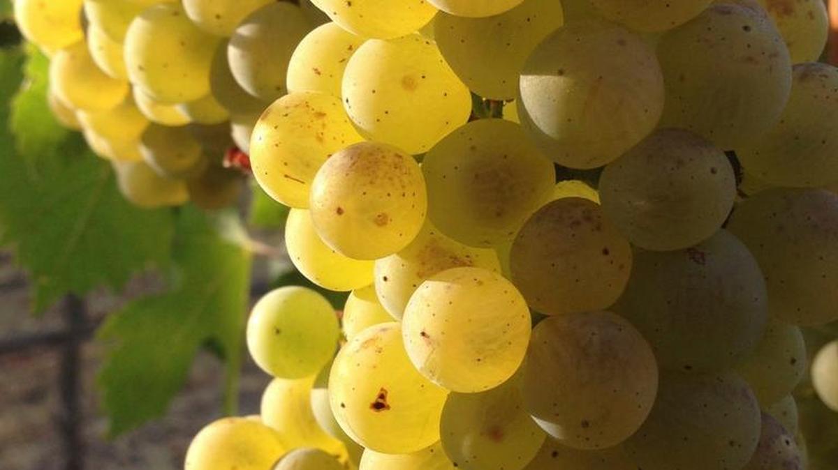 Ripe Chardonnay grapes await harvest in a vineyard north of Prosser in Washington’s Yakima Valley.
