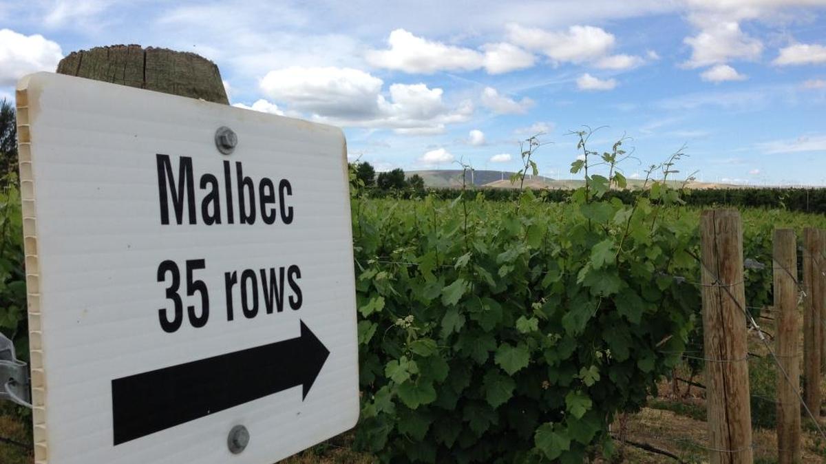 The Malbec block at Seven Hills Vineyard in the Walla Walla Valley was one of the first blocks planted in Pacific Northwest.