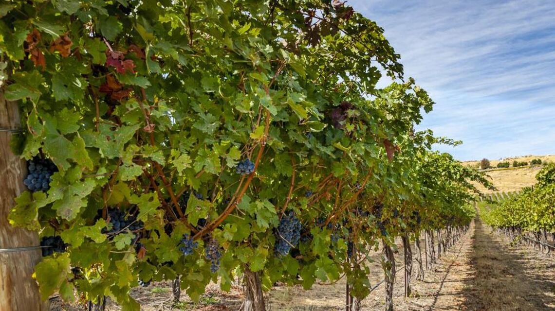 Northwest Wine: Merlot still plays big role in Washington
