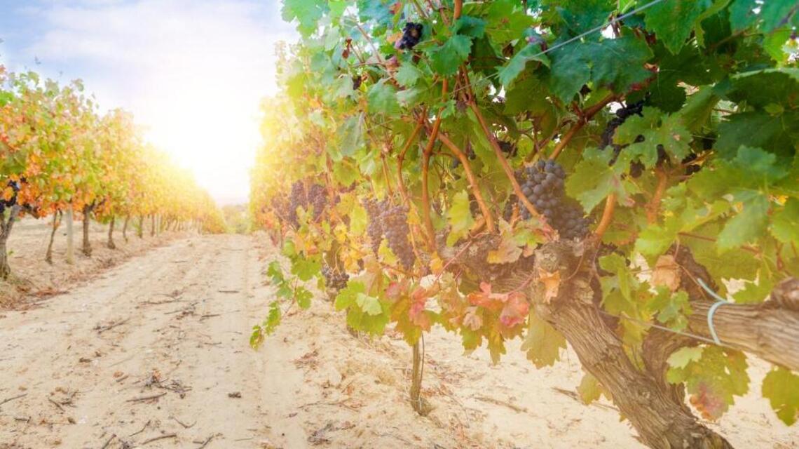Northwest Wine: Spanish grape Tempranillo continues its rise in the Northwest