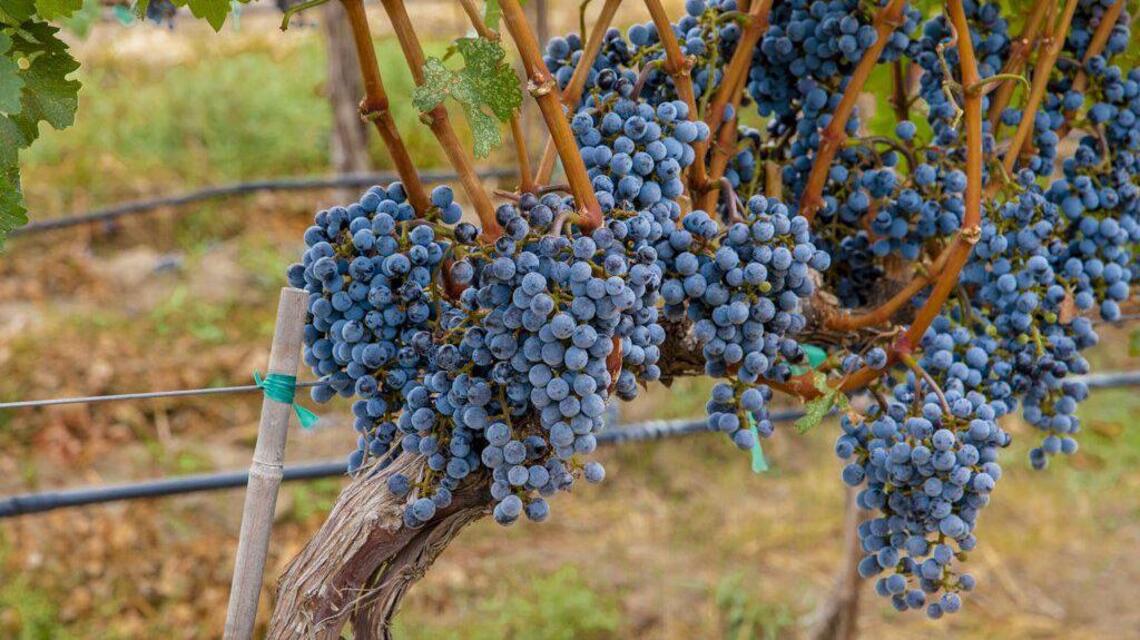 Northwest Wine: Rhône Valley grapes thrive in our vineyards